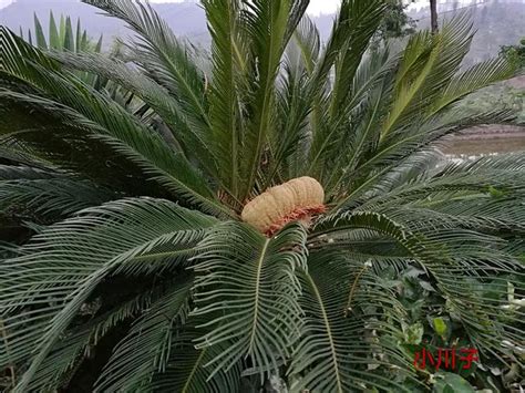 鐵樹開花幾年|鐵樹開花年限之謎